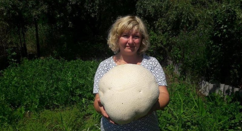 СТАВРОПОЛЬЕ. Жительница Невинномысска вырастила гигантский гриб