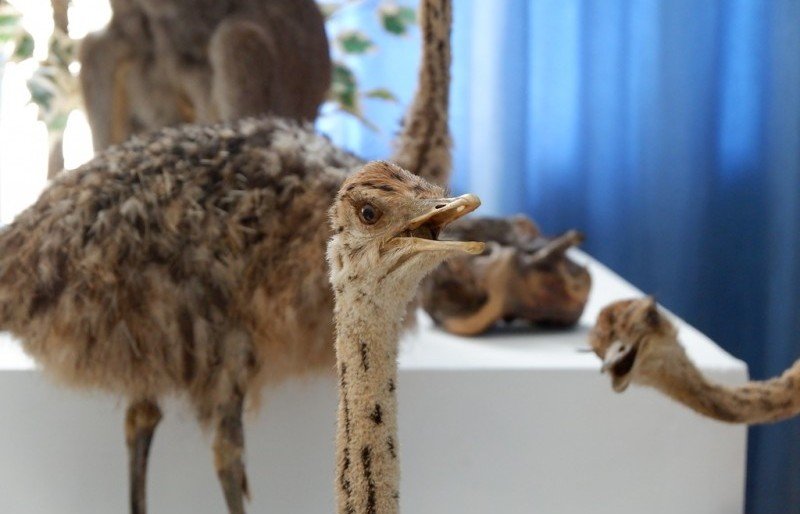 АСТРАХАНЬ. Астраханцев приглашают в Краеведческий музей посмотреть на экзотических животных
