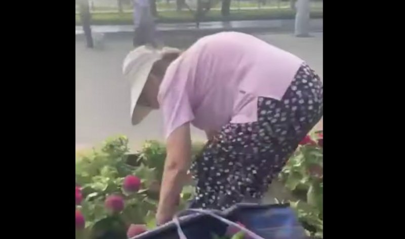АСТРАХАНЬ. Астраханская пенсионерка разорила клумбу на глазах у прохожих