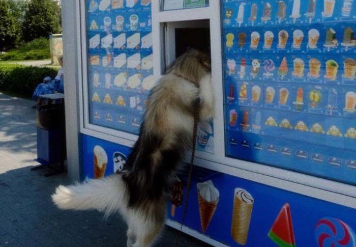 АСТРАХАНЬ. В Астрахани собака пришла за мороженым в ларёк