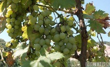 АЗЕРБАЙДЖАН. В Азербайджане появился новый сорт винограда "Гянджеви"
