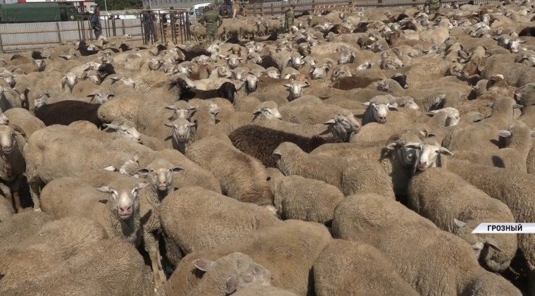 ЧЕЧНЯ. РОФ им. А-Х. Кадырова отправил жертвенных овец семьям погибших при исполнении сотрудников