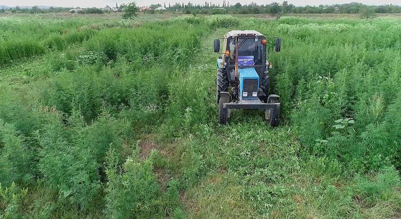 ЧЕЧНЯ. В ЧР уничтожили около 450 тыс. килограмм конопли