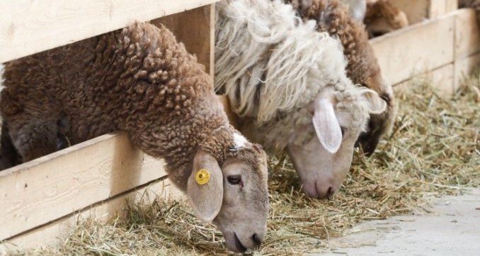 ЧЕЧНЯ. В Чеченской Республике в год планируют перерабатывать более 6 тыс. тонн овечьей шерсти
