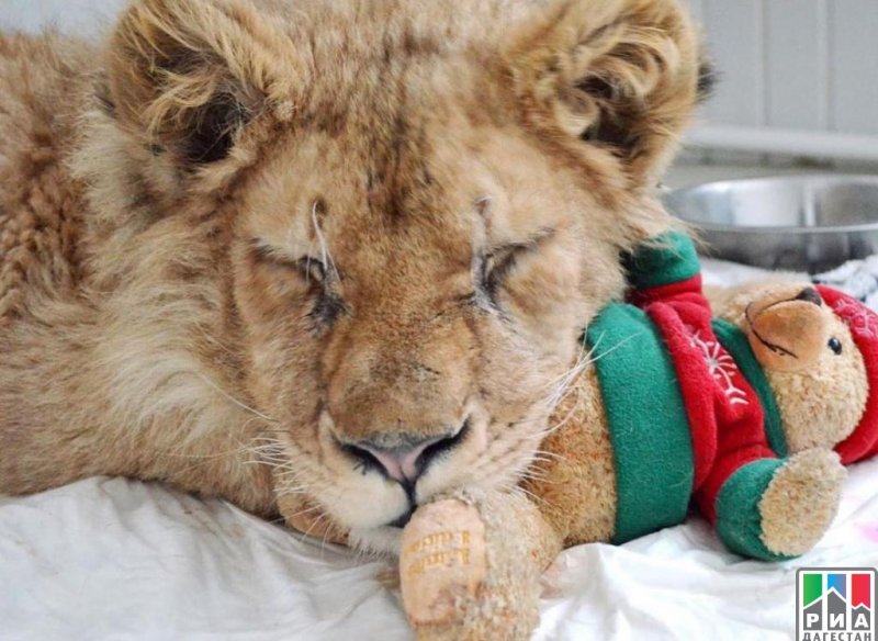 ДАГЕСТАН. В Дагестане фотографа отправили в тюрьму на полгода за жестокое обращение с львенком «Симбой»