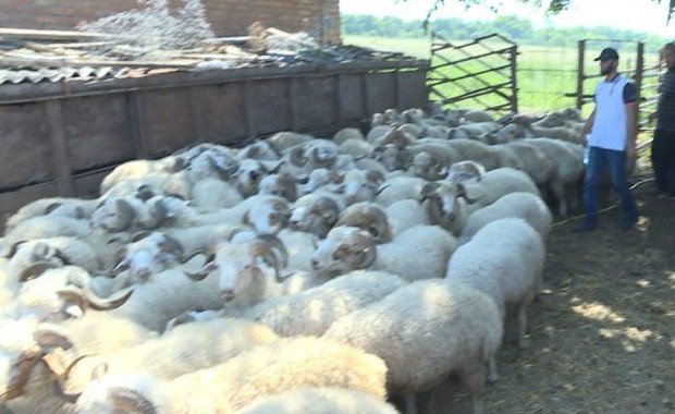 ИНГУШЕТИЯ. Более полутора тысяч овец раздадут к празднику Курбан-Байрам