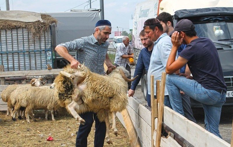 ИНГУШЕТИЯ. В Ингушетии стартовала акция по раздаче жертвенных животных в честь Курбан-Байрама