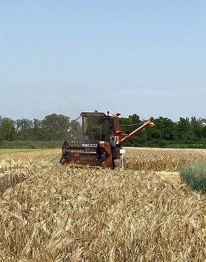 КБР. В Кабардино-Балкарии зерновые убраны с площади 17 тыс. га
