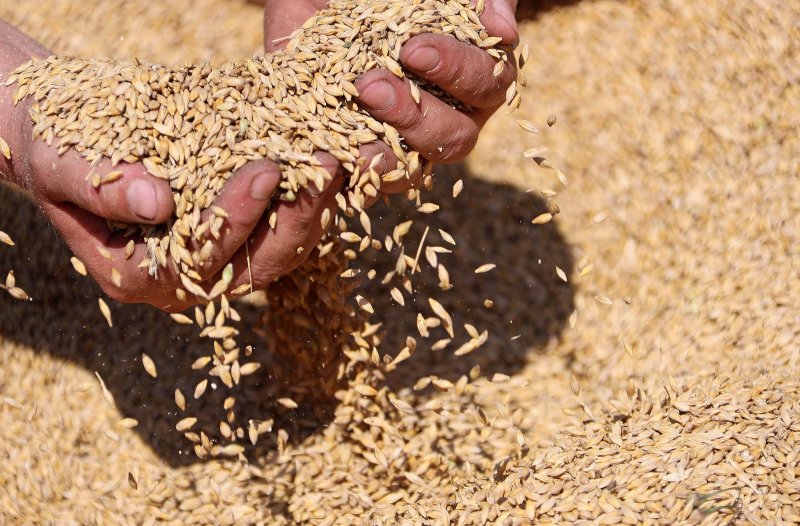 КЧР. В Карачаево-Черкесии собрали около 62 тыс. тонн зерна