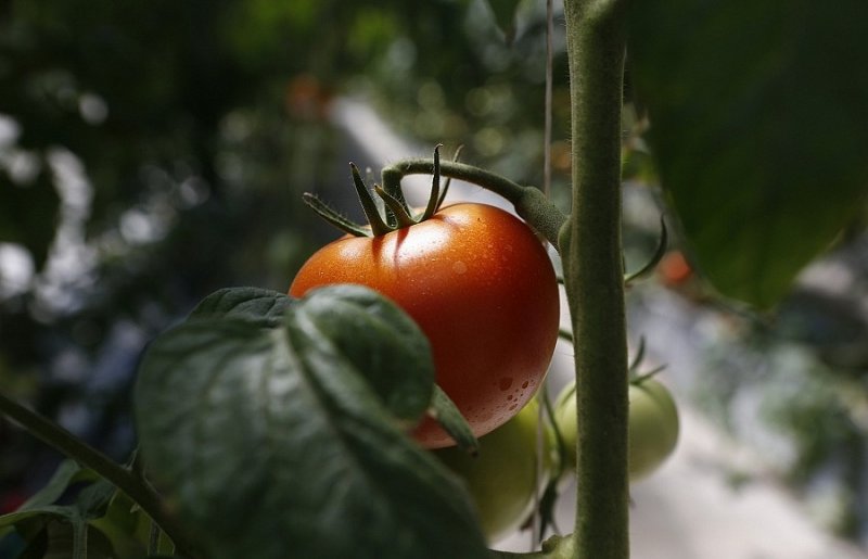 КРАСНОДАР. На Кубани с начала 2021 года увеличилось производство тепличных овощей