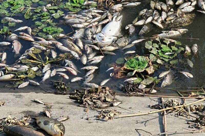 КРАСНОДАР. Названы причины массовой гибели рыбы в Карасунском озере Краснодара