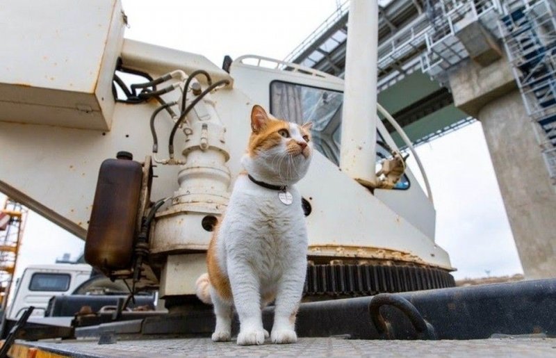 КРЫМ. Кот Мостик и античные коты: Символ «стройки века» нашел коллег в Херсонесе