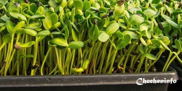 Огород на подоконнике: как вырастить овощи, зелень и даже клубнику у себя дома