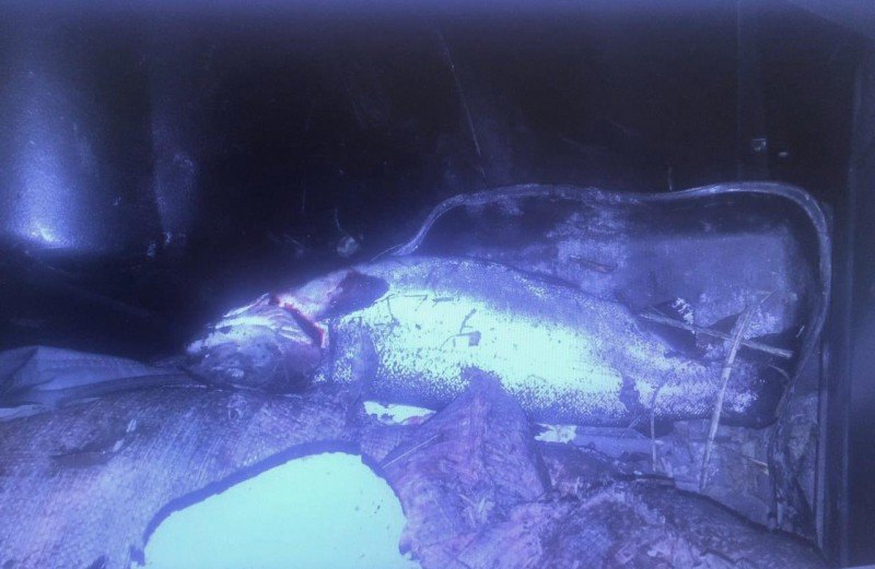 С. ОСЕТИЯ. Трое жителей Северной Осетии похитили более 100 кг форели с территории рыбного хозяйства