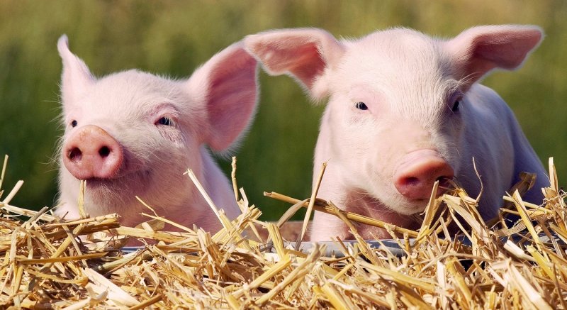 С. ОСЕТИЯ. Вспышка африканской чумы свиней выявлена в Южной Осетии