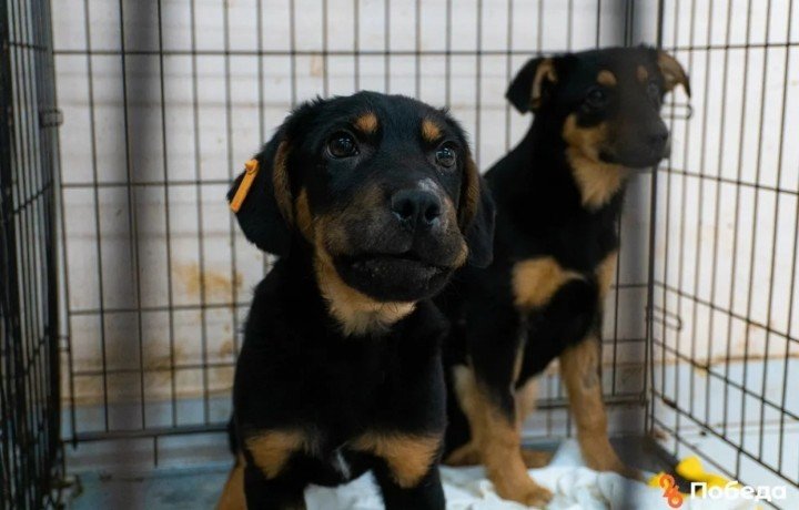СТАВРОПОЛЬЕ. 430 бездомных собак чипировали с начала года в Ставрополе