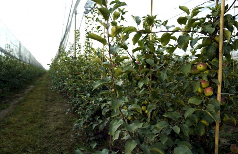 СТАВРОПОЛЬЕ. Яблоневый сад в 50 га заложат в Кочубеевском округе