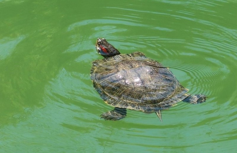 СТАВРОПОЛЬЕ. Метровую черепаху заметили в Курортном озере Железноводска