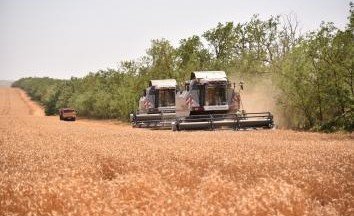 СТАВРОПОЛЬЕ. Уборочная кампания на Ставрополье близится к завершению ⠀