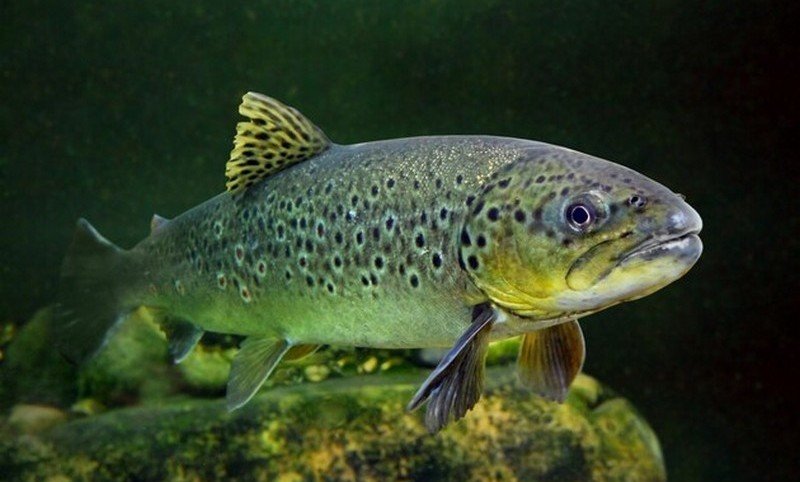 Ученые заявили о зависимости у рыб из-за наркотиков, которые попадают в воду