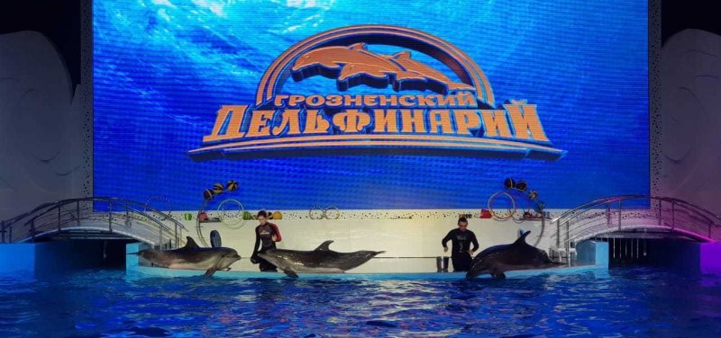 ЧЕЧНЯ. Глава республики сообщил о готовившемся грандиозном шоу в Грозненском дельфинарии