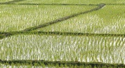 ЧЕЧНЯ. В Гудермесском и Шелковском районах реанимируют рисовые чеки
