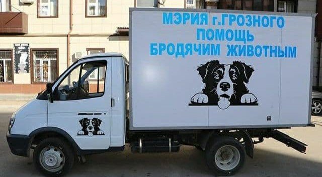ЧЕЧНЯ. В Грозном отловлено более 500 бродячих собак