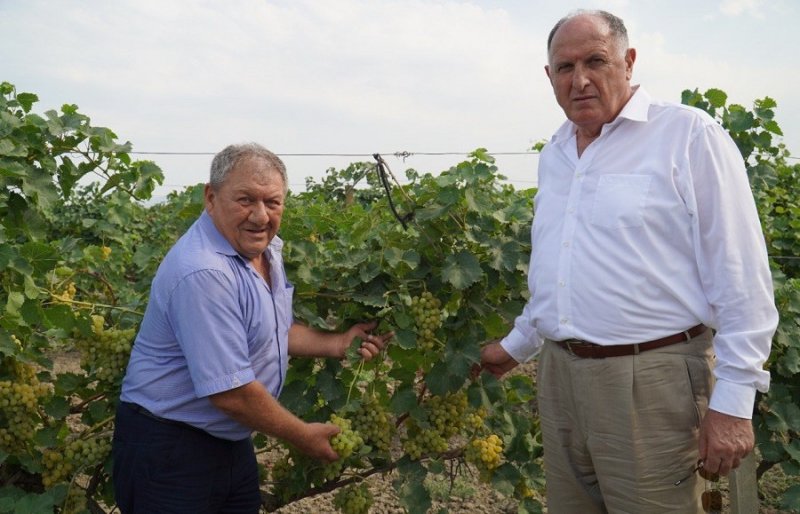 ДАГЕСТАН. В Дагестане в этом году планируют собрать 200 тыс. тонн винограда