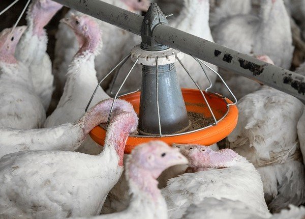 КЧР. С 1 сентября вводятся новые ветеринарные правила по профилактике распространения высокопатогенного гриппа среди птиц