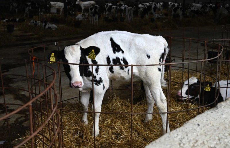 СТАВРОПОЛЬЕ. Субсидии на развитие производства молока получили 39 ставропольских аграриев