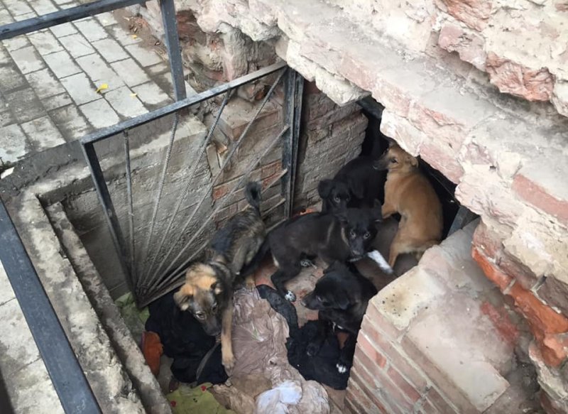 АСТРАХАНЬ. Астраханец обнаружил незаконный собачий приют в центре города