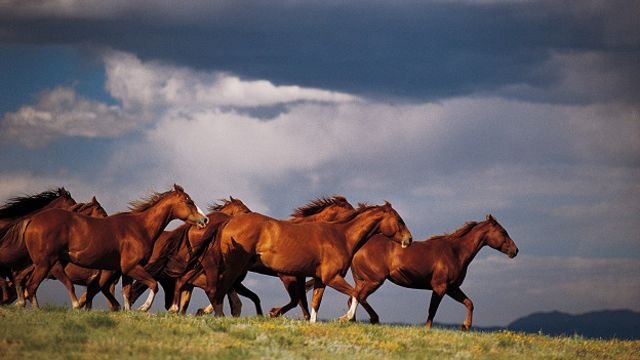 ЧЕЧНЯ. Численность поголовья лошадей в регионе сократилась на 52,4 %