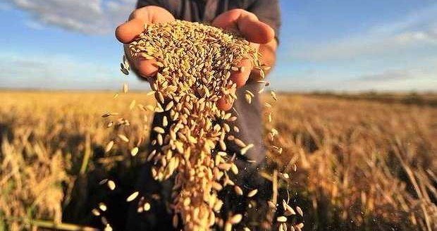 ЧЕЧНЯ. Уборки урожая зерновых в республике составила 170 тыс. га.