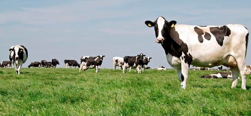 ЧЕЧНЯ. В республике сократилось численность поголовья крупного рогатого скота на 3,9 %