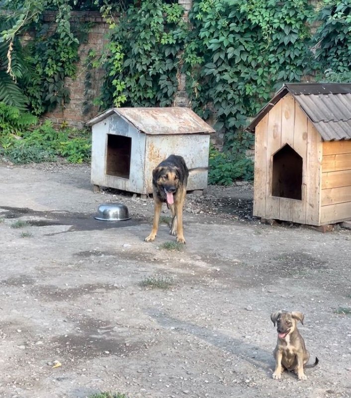 ЧЕЧНЯ.Мэр Грозного помог приюту для бездомных животных