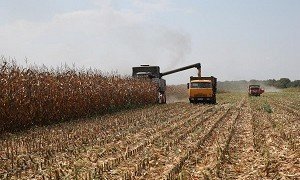 КБР. В Кабардино-Балкарии началась уборка кукурузы