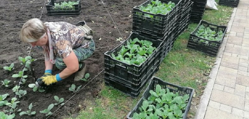 СТАВРОПОЛЬЕ. Более 1 тысячи кустов декоративной «капусты» появятся на клумбах в Ессентуках