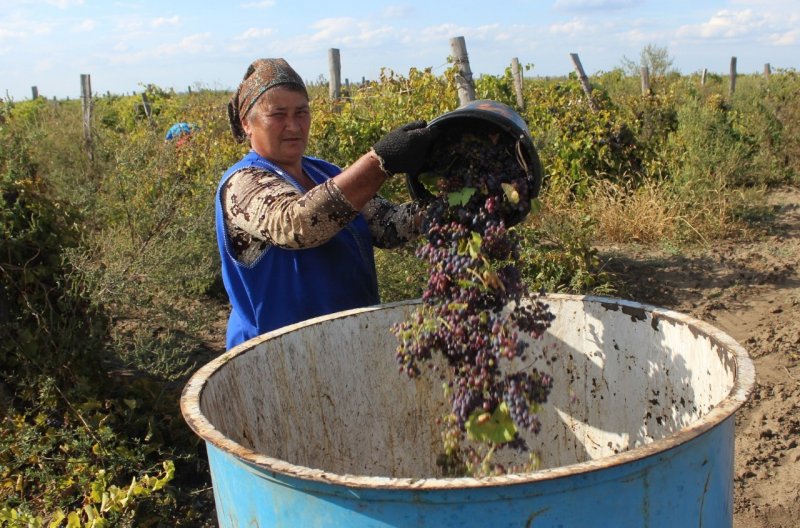 СТАВРОПОЛЬЕ. На Ставрополье продолжается сбор технических и столовых сортов винограда