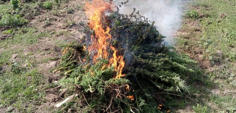 СТАВРОПОЛЬЕ. В Благодарненском городском округе уничтожены очаги произрастания дикорастущей конопли