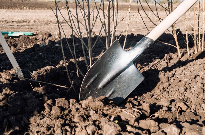СТАВРОПОЛЬЕ. В селе Кочубеевского округа проведут проверку после вырубки 26 деревьев