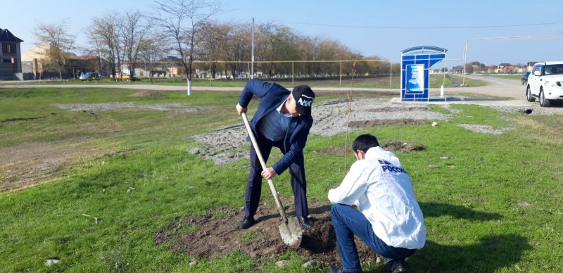 ЧЕЧНЯ. Более 500 молодых деревьев высадили в Чеченской Республике
