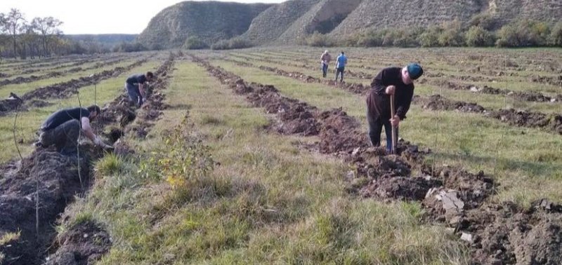 ЧЕЧНЯ. На площади 35 гектаров земли провели искусственное лесовосстановление