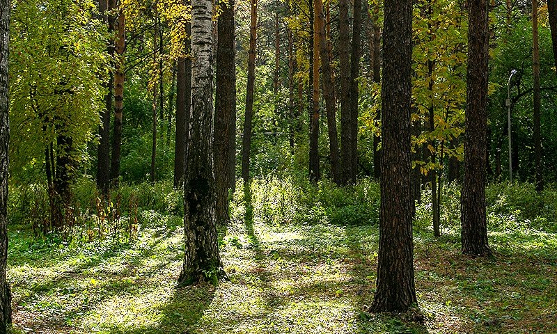 ЧЕЧНЯ. В республике впервые за 40 лет проведены работы по лесоустройству