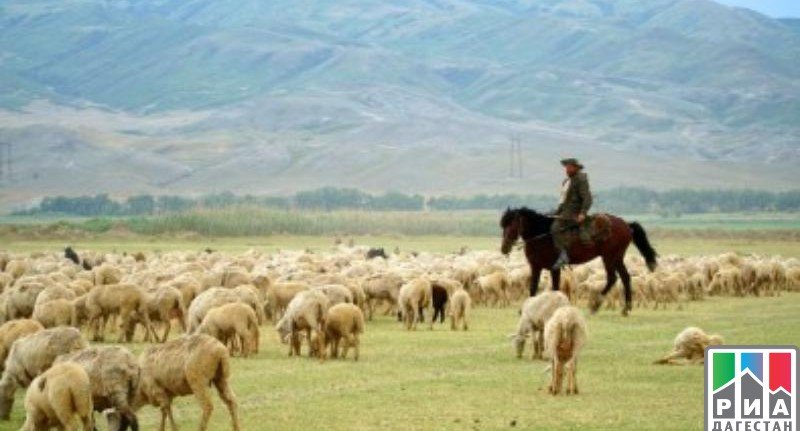 ДАГЕСТАН. На зимние пастбища в Дагестане перегонят более 1 миллиона голов овец