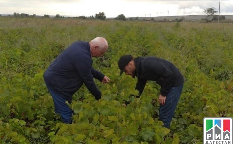ДАГЕСТАН. Около 2 млн саженцев винограда в Дагестане прошли проверку на качество