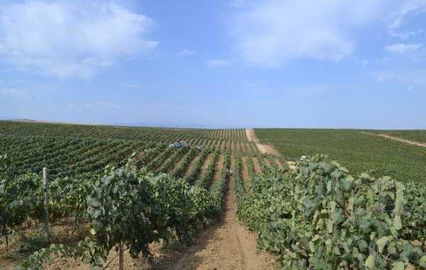 ДАГЕСТАН. В Минсельхозпроде республики заявили, что будут возвращать виноградопригодные земли