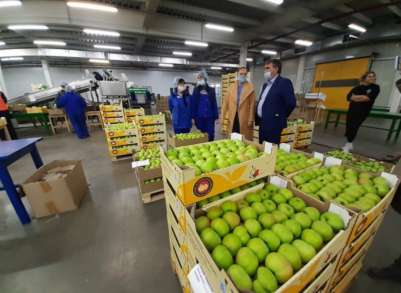 КРЫМ. Андрей Рюмшин: В Крыму собрано порядка 84 тысяч тонн плодово-ягодной продукции