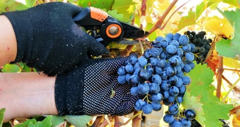 КРЫМ. Феодосиец украл почти тонну винограда с полей крымского винзавода