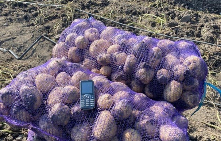 СТАВРОПОЛЬЕ. На Ставрополье убрали более 4,6 тысячи гектаров картофельных полей
