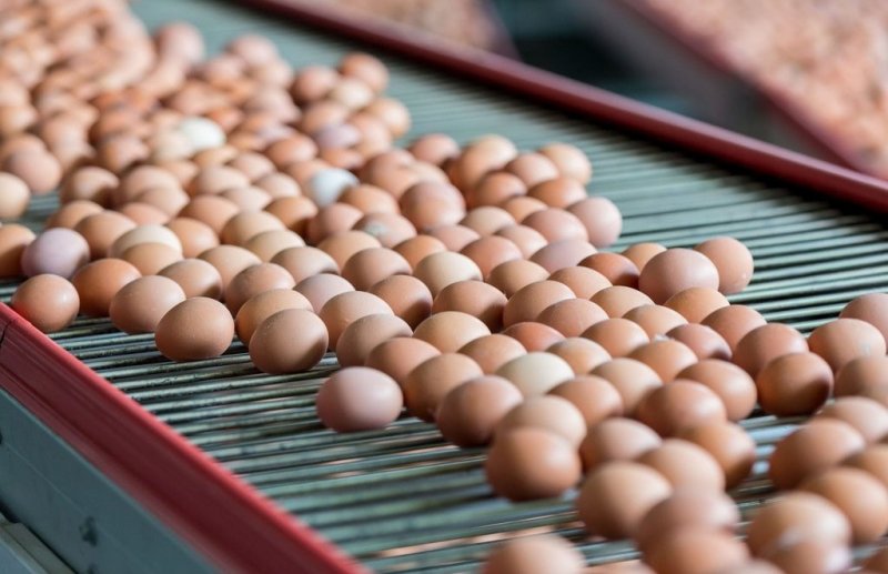 СТАВРОПОЛЬЕ. Производство куриных яиц выросло на Ставрополье